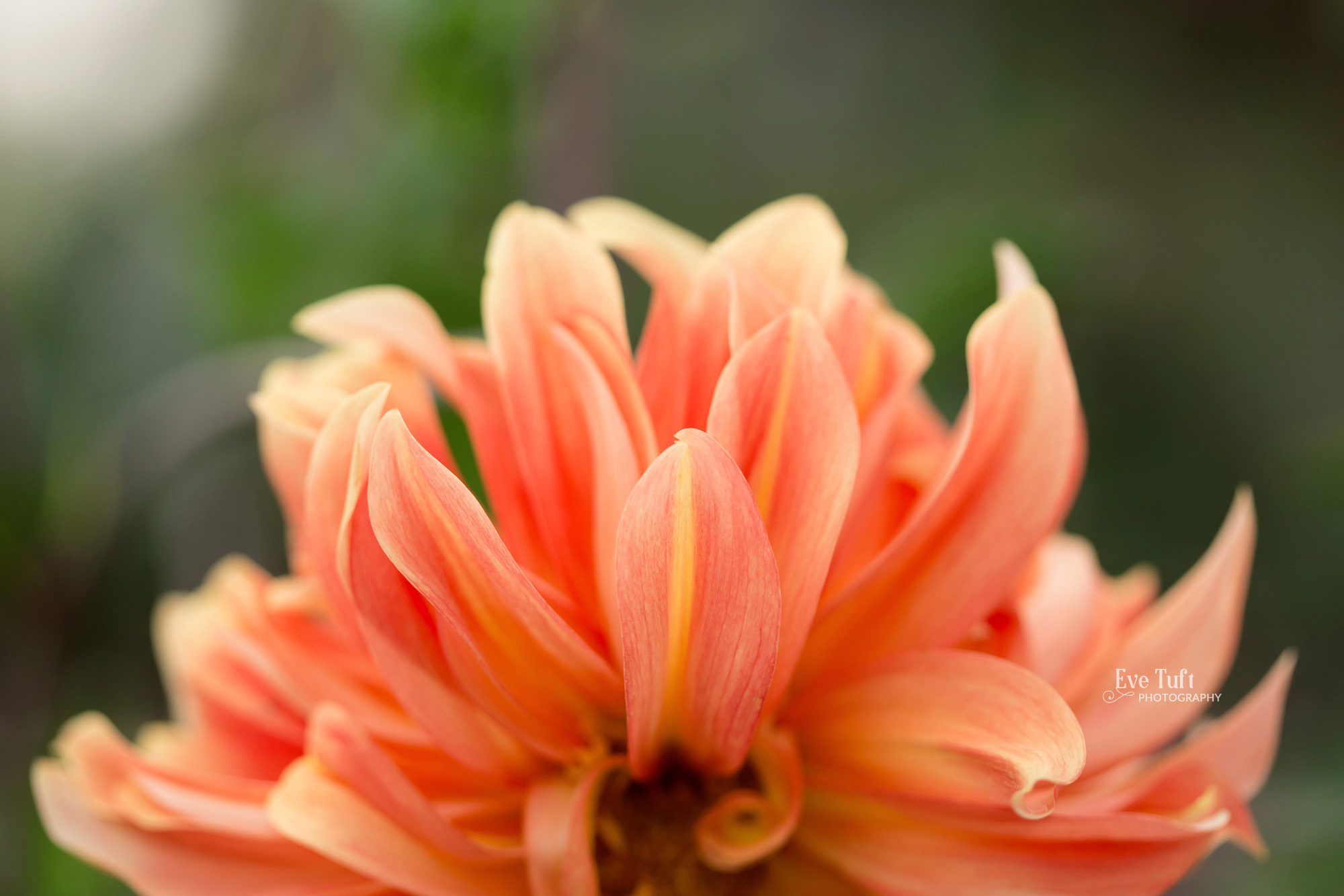 Beautiful dahlia in Midland, Michigan | Senior Photographers near me