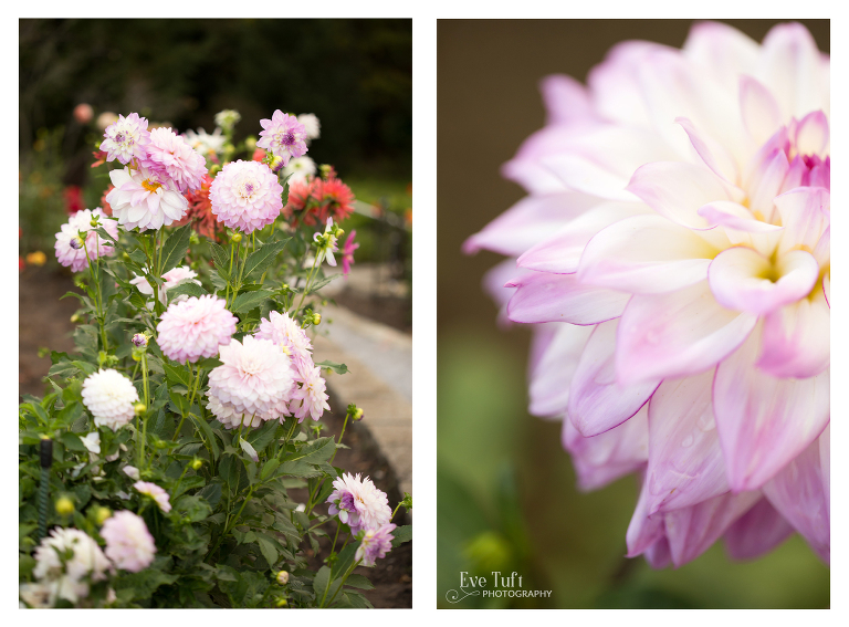 Beautiful light purple dahlias on Dahlia Hill in Midland, Michigan | Senior Photographers in Midland, Michigan