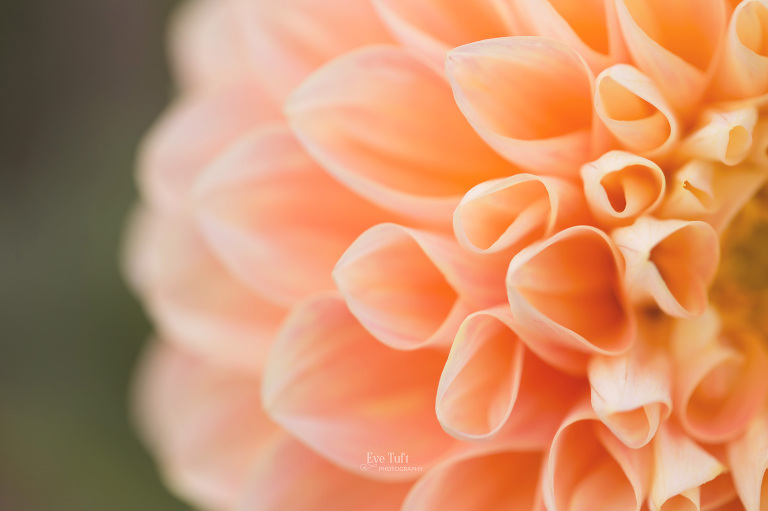 Gorgeous dahlia picture taken close up by the petals | Senior Photographers in Midland, MI