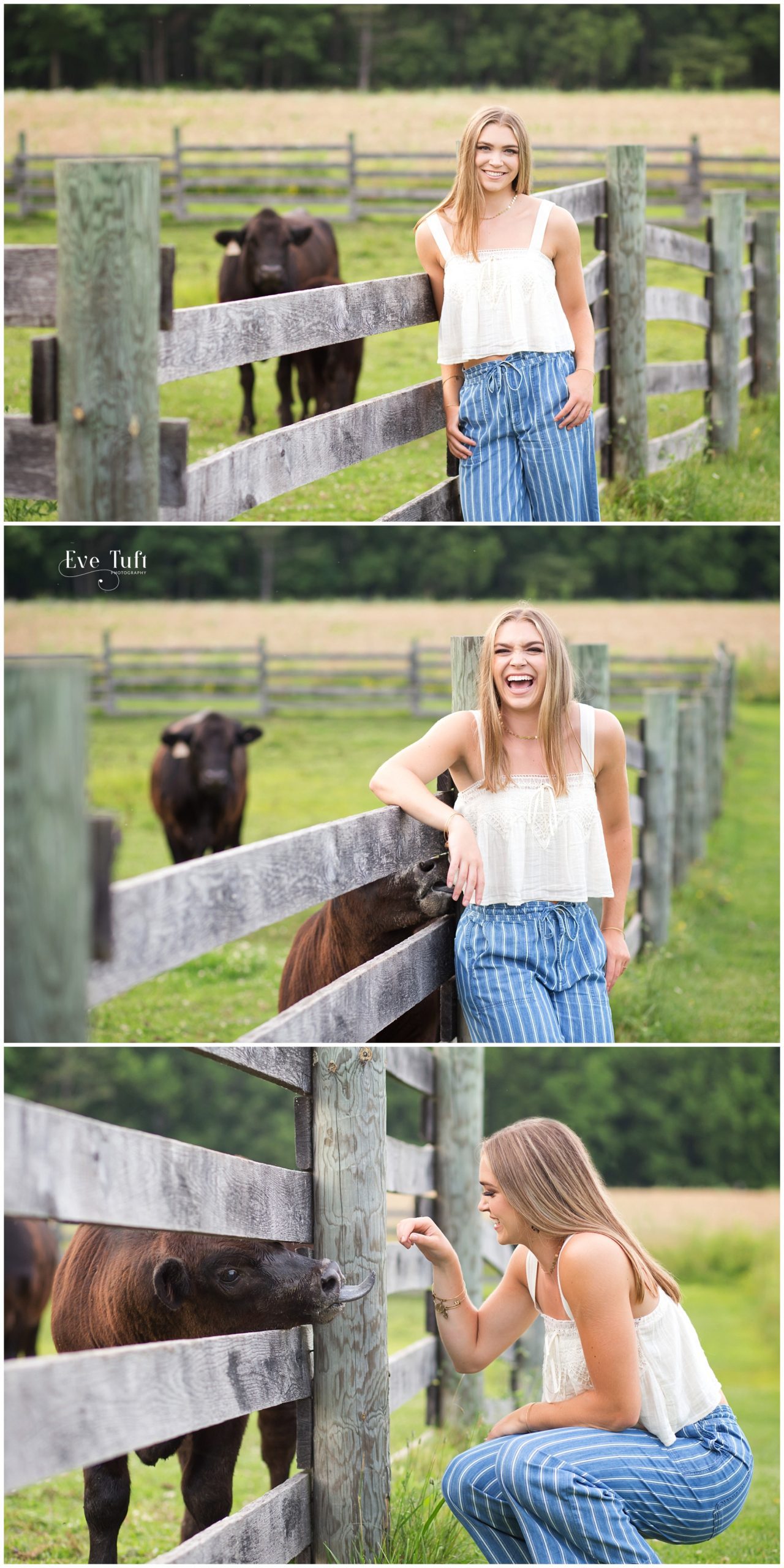 Calf licks senior girl during her session | Midland, MI senior photographers